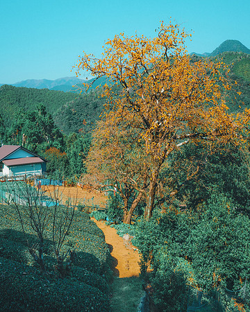 Kumano Kodo pilgrimage route. Wakayama Prefecture, Japan, 2022