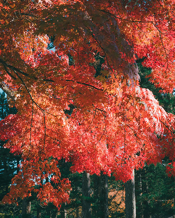 Koyasan, Wakayama Prefecture, Japan, 2022