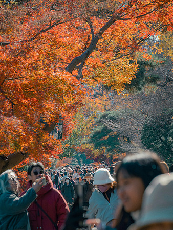 Imperial Palace, Tokyo, Japan, 2025