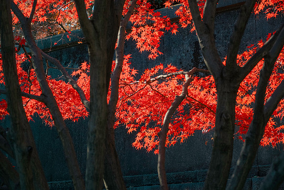 Imperial Palace, Tokyo, Japan, 2025