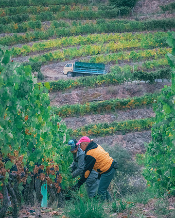 Quinta de Ventozelo, Portugal. September, 2021
