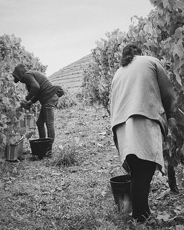 Quinta de Ventozelo, Portugal. September, 2021