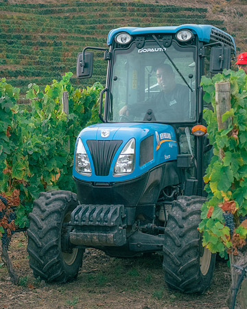 Quinta de Ventozelo, Portugal. September, 2021