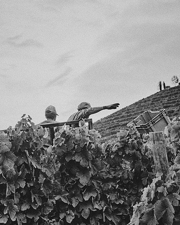 Quinta de Ventozelo, Portugal. September, 2021