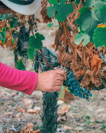 Quinta de Ventozelo, Portugal. September, 2021