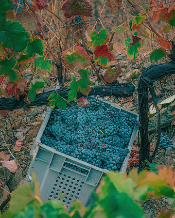 Quinta de Ventozelo, Portugal. September, 2021