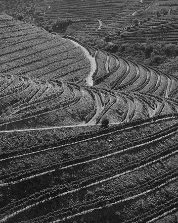 Quinta de Ventozelo, Portugal. September, 2021