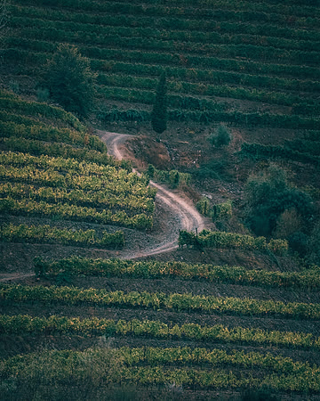 Quinta de Ventozelo, Portugal. September, 2021