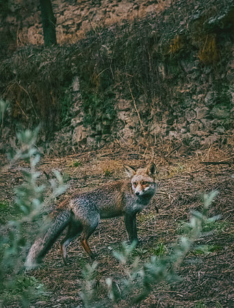 Quinta de Ventozelo, Portugal. September, 2021