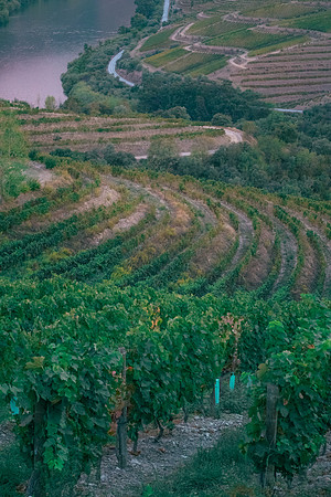 Quinta de Ventozelo, Portugal. September, 2021