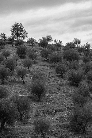 Quinta de Ventozelo, Portugal. September, 2021
