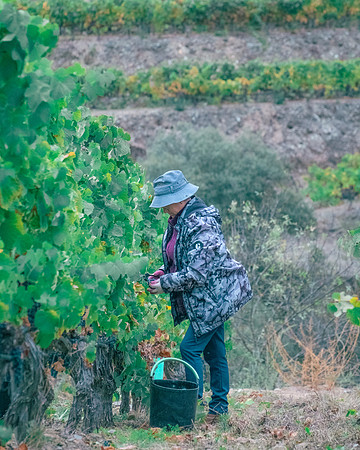 Quinta de Ventozelo, Portugal. September, 2021