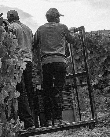 Quinta de Ventozelo, Portugal. September, 2021