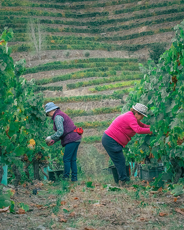 Quinta de Ventozelo, Portugal. September, 2021
