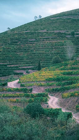 Quinta de Ventozelo, Portugal. September, 2021