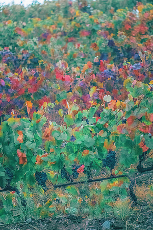 Quinta de Ventozelo, Portugal. September, 2021