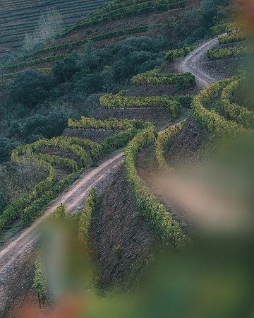 Quinta de Ventozelo, Portugal. September, 2021