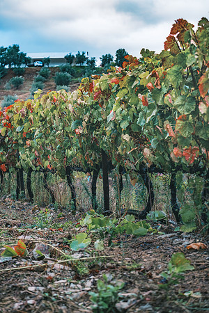 Douro Wine Region, Portugal. September, 2021