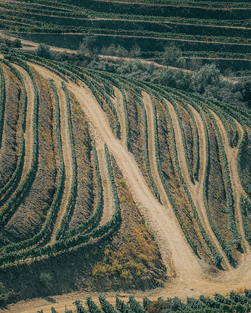 Quinta de Ventozelo, Portugal. September, 2021
