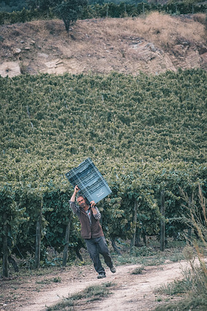 Quinta de Ventozelo, Portugal. September, 2021