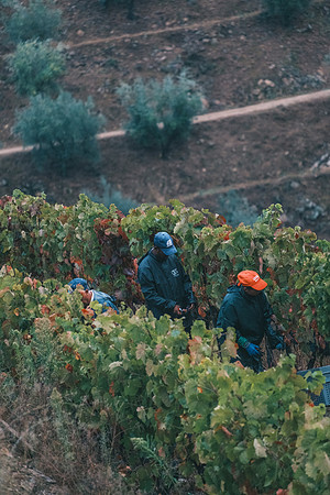 Quinta de Ventozelo, Portugal. September, 2021