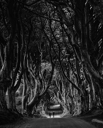 Dark Hedges. Northern Ireland, 2019