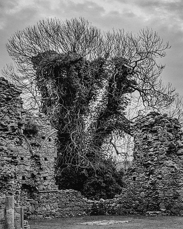 Inch Abbey. Northern Ireland, 2019