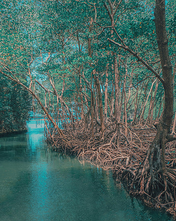 Parque de los Haitises, Dominican Republic, 2019