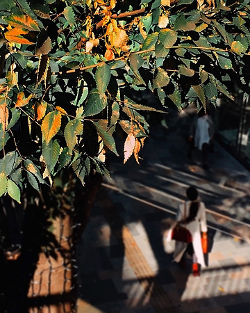 Omotesando, Tokyo, Japan, 2017